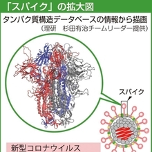 「スパイク」の拡大図