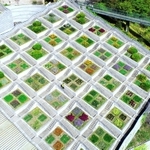 段々畑のように広がる「百段苑」。春から秋にかけ、季節の花々を咲かせる(小型無人機より撮影)=淡路市夢舞台