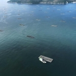 岸から近い穏やかな海域に整然と並んだカキ養殖のいかだ(小型無人機で撮影)=たつの市御津町室津