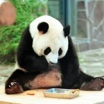 体重計の上に乗ってえさを食べるタンタン=2000年8月、市立王子動物園