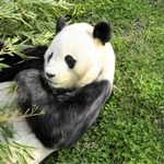 ササを食べるオスのジャイアントパンダ、コウコウ(興興)=2003年12月、神戸市灘区王子町3、市立王子動物園