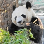 目を細めておいしそうににササをほおばるタンタン=2007年3月、市立王子動物園
