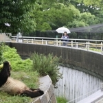 通常の週末は雨天でも込み合うパンダ舎。人気の食事時間も、新型インフルエンザの影響で客の姿はまばら=2009年5月、神戸市灘区王子町3、市立王子動物園