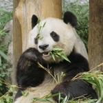パンダ舎で独りぼっちの日々を過ごす旦旦(タンタン)=2011年10月、神戸市立王子動物園(撮影・吉田敦史)