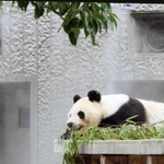 暑さが苦手なタンタン。ミストで涼む=神戸市立王子動物園(撮影・後藤亮平)