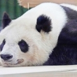 タンタンの決めポーズ?=王子動物園(撮影・後藤亮平)