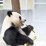 左手で竹の茎を食べるタンタン