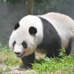 食事の合間に散歩するタンタン=神戸市立王子動物園