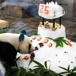 神戸で最後の誕生ケーキを味わうタンタン=神戸市立王子動物園(撮影・後藤亮平)