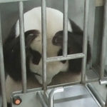 トレーニングがうまくいかず、頭を抱えるタンタン(王子動物園提供)