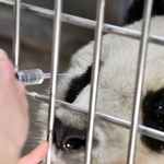 目薬をするタンタン。じっとしていられたらリンゴがもらえる(王子動物園提供)