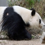 心電図検査のため、体毛をそったタンタン=神戸市立王子動物園