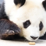 餌を食べようとしているタンタン=神戸市立王子動物園