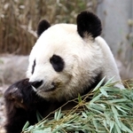 目をつぶり、おいしそうにタケを頬張るタンタン=神戸市立王子動物園