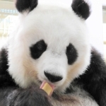 パンダ団子をほおばるタンタン=神戸市立王子動物園提供