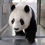 トレーニング室に前足を入れたタンタン=神戸市立王子動物園提供