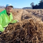 丹波黒大豆を収穫するマイスターの山本博一さん=丹波篠山市川北