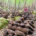 山の斜面に合わせて組み上げられた原木シイタケのほだ木と仲守さん=兵庫県猪名川町