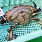 坊勢島特産の「ぼうぜがに」。一番後ろの平たい足を使って、かなりのスピードで泳ぐ