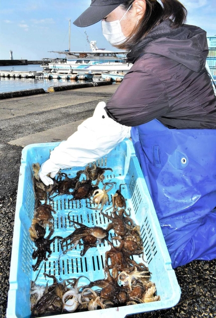 水揚げが本格化し始めたイイダコ＝明石市岬町