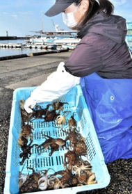 水揚げが本格化し始めたイイダコ＝明石市岬町