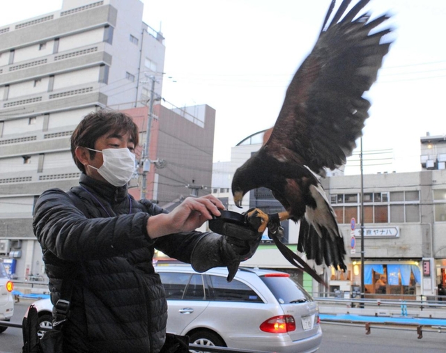 一仕事を終えたハリスホークの咲に肉を与える鷹匠の田中和博さん＝明石市内
