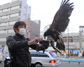 一仕事を終えたハリスホークの咲に肉を与える鷹匠の田中和博さん＝明石市内