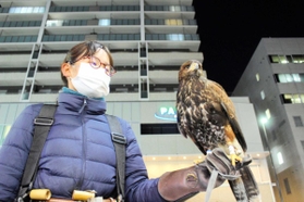 大役を請け負ったハリスホークの露と鷹匠の三輪優奈さん＝明石市内