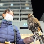 大役を請け負ったハリスホークの露と鷹匠の三輪優奈さん＝明石市内