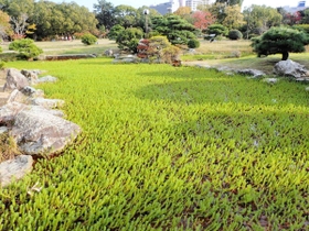 乙女池に繁茂していたオオフサモ＝明石市明石公園（２０２０年１１月撮影、明石公園提供）