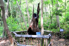 林内にひっそりとたたずむヤマモモの古木＝明石市明石公園