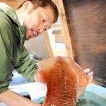 成人男性の顔よりも大きな全長７０センチの巨大イカ＝明石市岬町