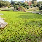 乙女池に繁茂していたオオフサモ＝明石市明石公園（２０２０年１１月撮影、明石公園提供）