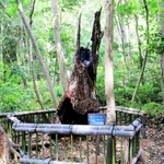 林内にひっそりとたたずむヤマモモの古木＝明石市明石公園