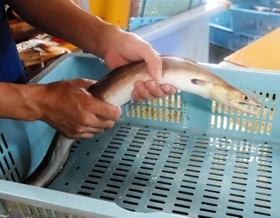 肌が黄色を帯び、丸々と身太りしたハモ＝明石市岬町