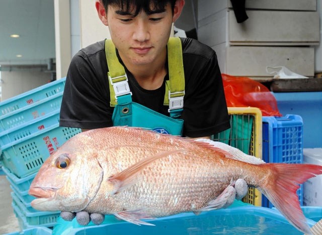 競り落とされた紅葉鯛。２・４キロと、最も好まれるサイズ＝明石市岬町