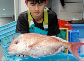 競り落とされた紅葉鯛。２・４キロと、最も好まれるサイズ＝明石市岬町