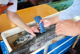 大和製衡の「フィッシュアナライザ」でサワラの脂肪率を測定する＝明石市岬町