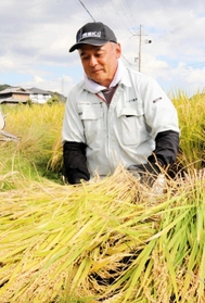 稲刈りの作業を進める伊藤能之さん＝神戸市西区平野町