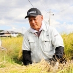 稲刈りの作業を進める伊藤能之さん＝神戸市西区平野町