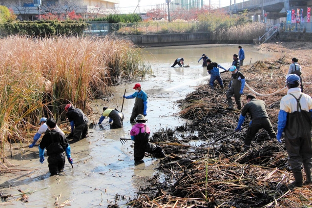 生い茂るヒメガマを刈り取るなど、かいぼり作業で汗を流す参加者＝明石市大久保町八木