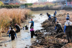 生い茂るヒメガマを刈り取るなど、かいぼり作業で汗を流す参加者＝明石市大久保町八木