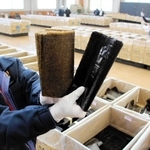 今季初めて開かれたノリの共販。海域の栄養塩の状況に応じて、色付きやつやに差がみられた＝播磨町古宮