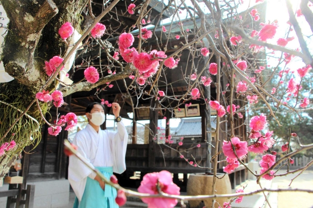 御厨神社の境内で見頃を迎えている紅梅の花＝明石市二見町東二見