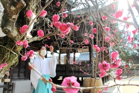 御厨神社の境内で見頃を迎えている紅梅の花＝明石市二見町東二見