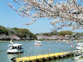 剛ノ池を遊覧するボート。３月から９００円に値上げされる＝明石市明石公園（県園芸・公園協会提供）