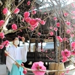 御厨神社の境内で見頃を迎えている紅梅の花＝明石市二見町東二見
