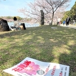 地面に打ち込まれた「花見席」の張り紙＝明石市明石公園