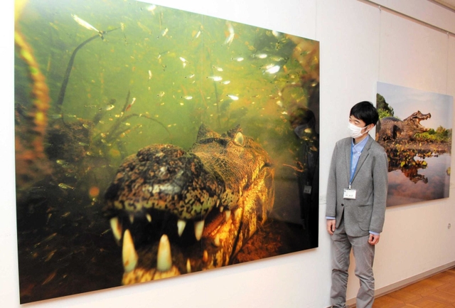 パラグアイカイマンを正面から撮った大作。命がけの撮影を思わせる＝明石市上ノ丸２