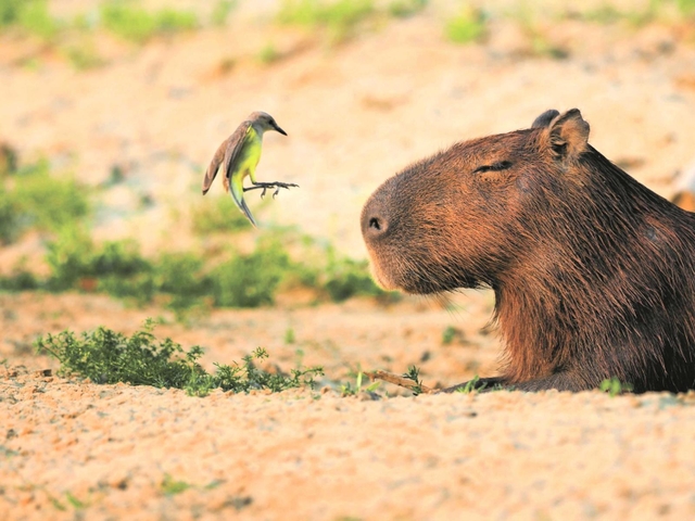 カピバラとウシタイランチョウ（Ｃ）Ｍｉｔｓｕａｋｉ　Ｉｗａｇｏ